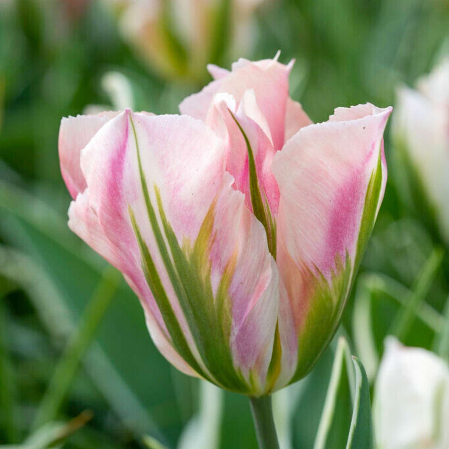 Tulpe 'China Town'